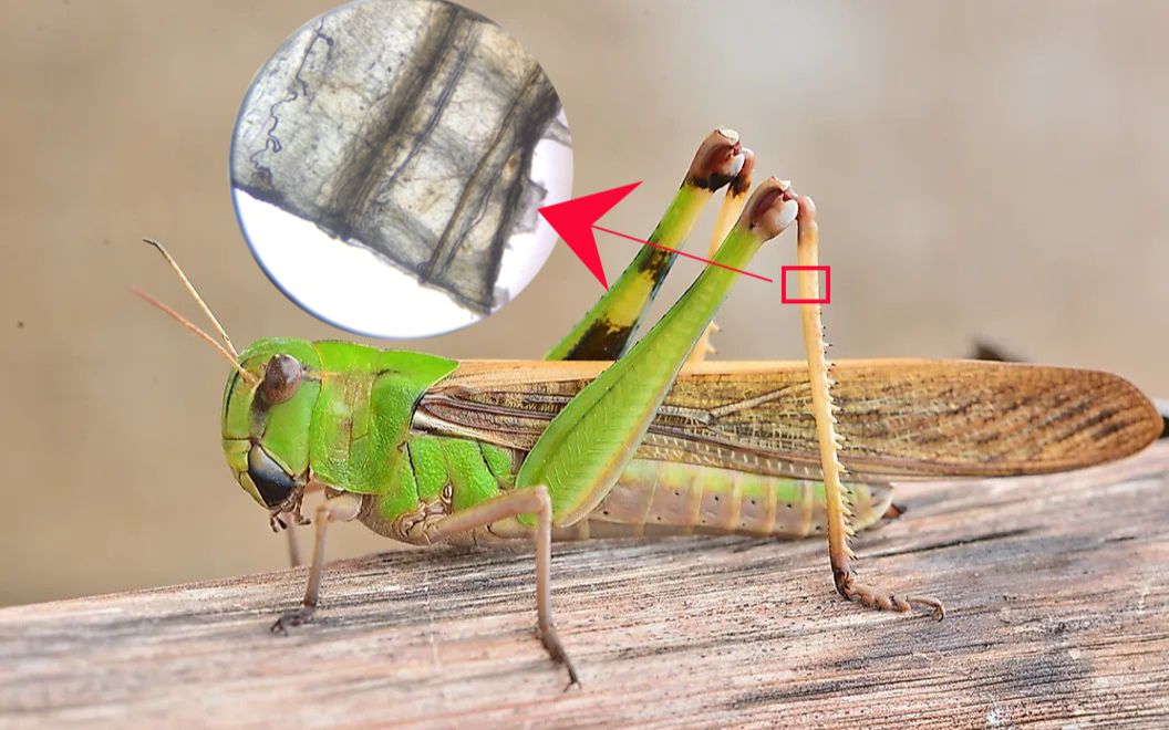 蝗虫的后足图及其名称图片