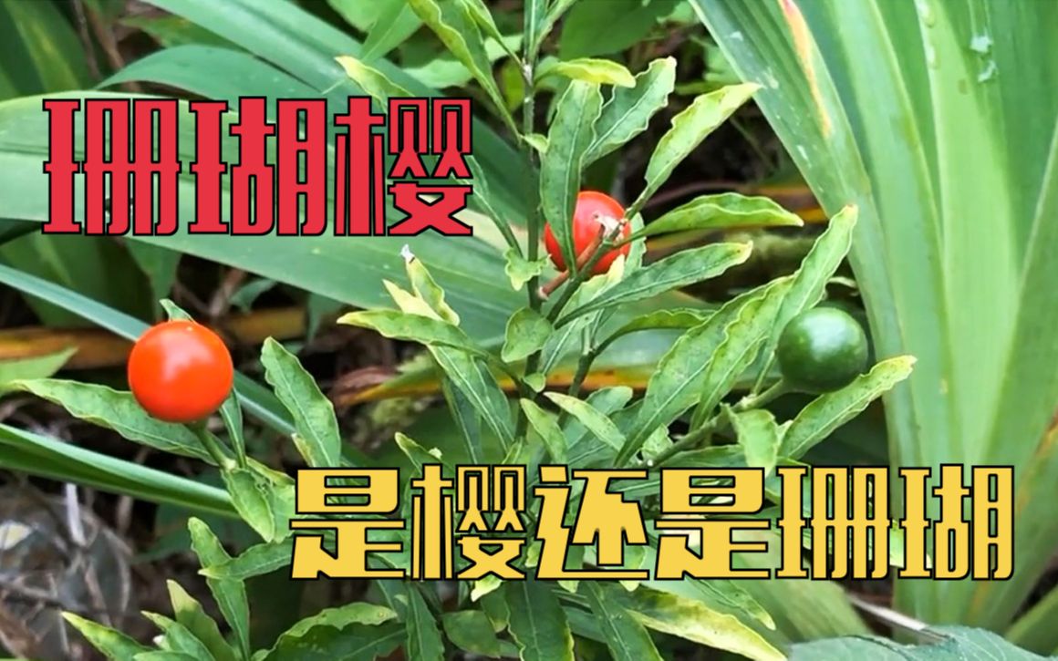 什么?珊瑚樱居然是茄科植物 | 一点植物学哔哩哔哩bilibili