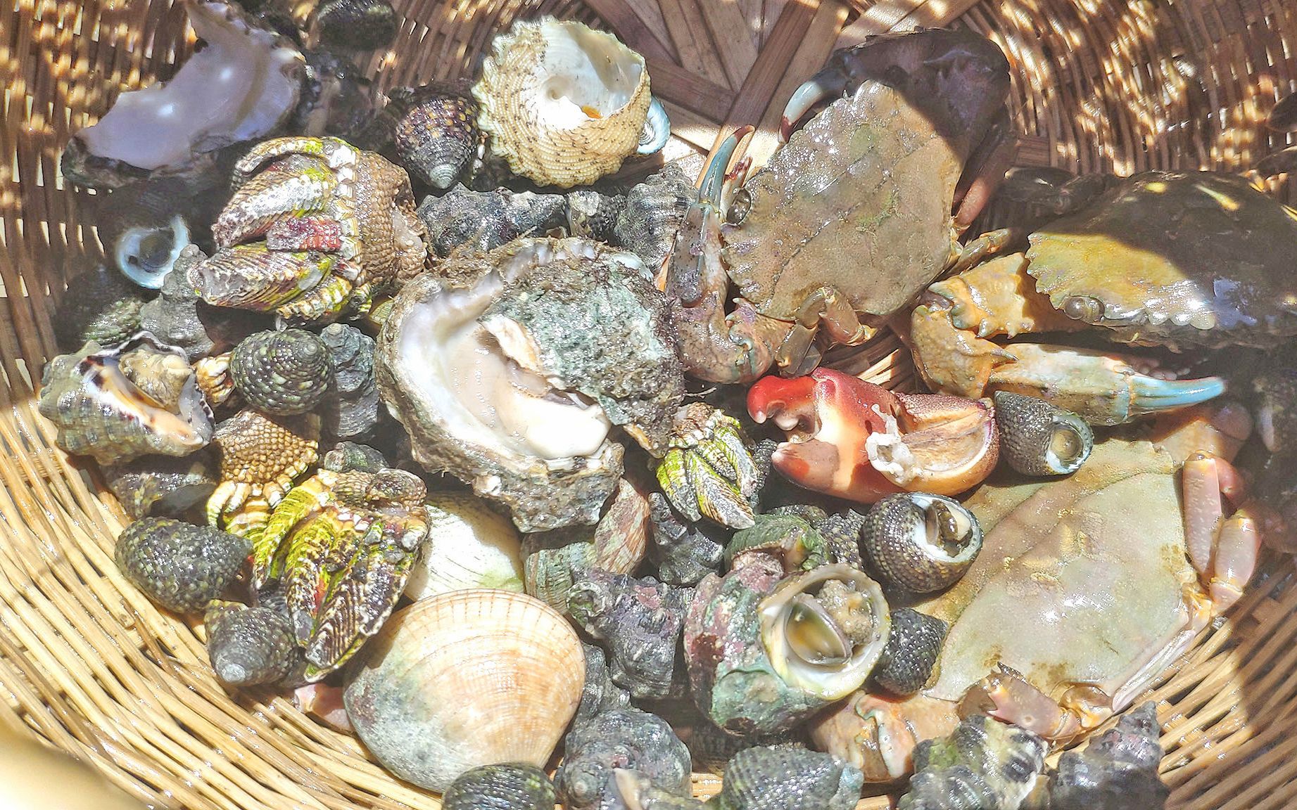 小利早上赶海被晒晕收获这么多也值了螃蟹辣螺生蚝佛手螺都有