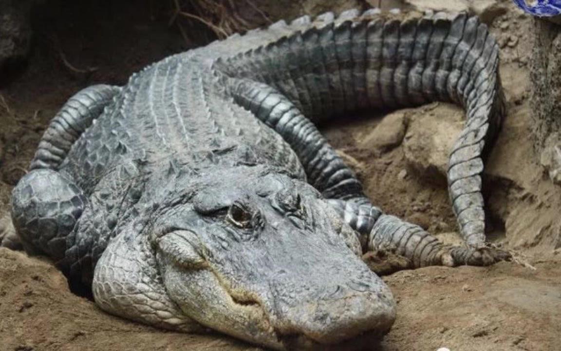【科普】奥瑞纳克鳄鱼