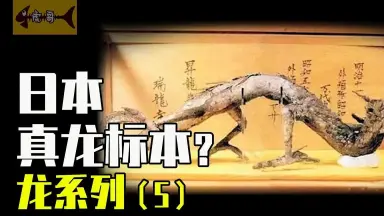 成岛龙-哔哩哔哩_Bilibili