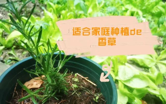 盘点适合家庭种植的9种香草