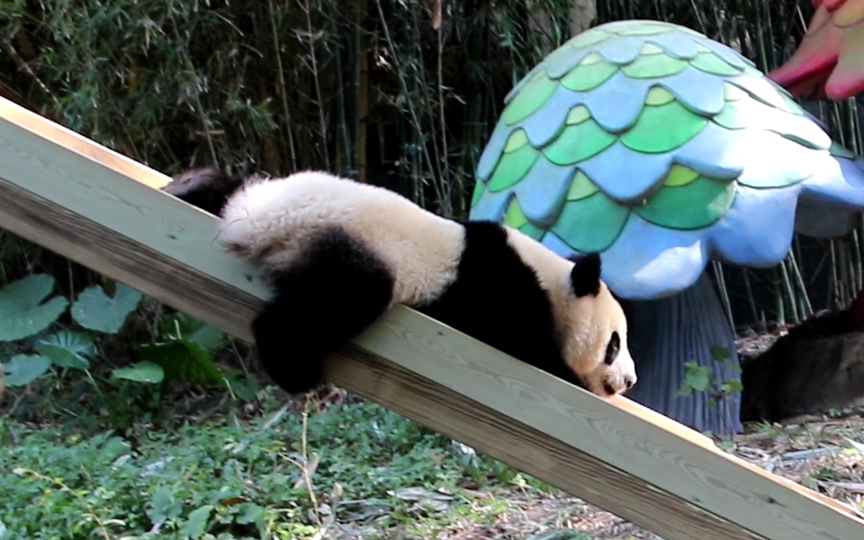 滑滑梯!咻~咻咻