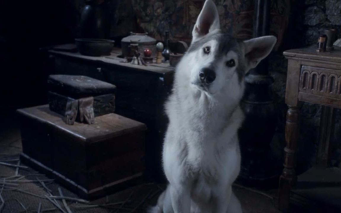 权力的游戏艾丽娅的冰原狼简直蠢萌啊