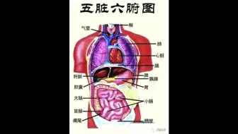 国医理解的五脏六腑运气