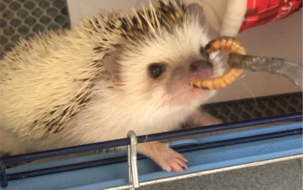 好久没更新了,展示一下一只非洲迷你刺猬时怎么吃大麦虫的哈哈