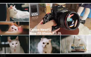 下载视频: 【除了画画啥都会】NewFD 85mm f1.2L 佳能红圈名头 极致虚化与散景 中心锐度又好又厉害 夜拍神器 完全不输现代ef头的素质 配合nf1无脑拍猫猫