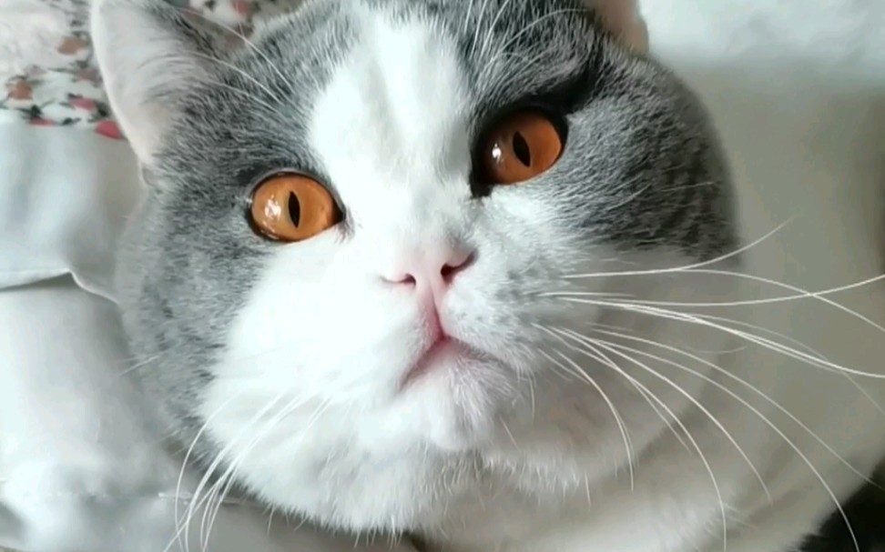 泡芙猫大眼睛表情包图片