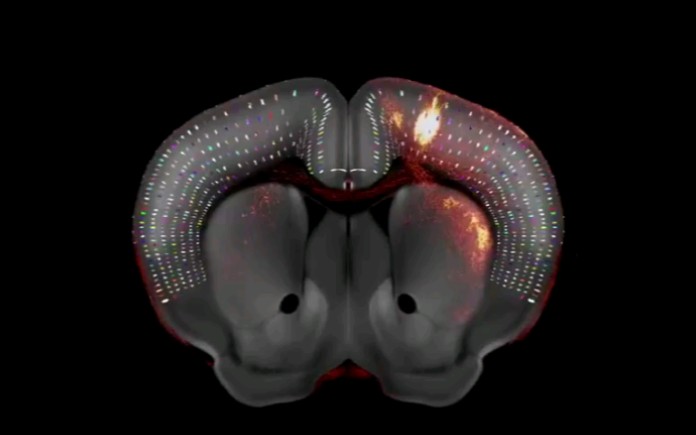 [图]科学家们近日已经完成一个历时三年的项目，其旨在为实验室小鼠的大脑制作一个详细的3D结构“图谱”