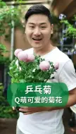 Download Video: 开花像乒乓球一样的菊花，你见过吗？#乒乓菊#园艺 #养花