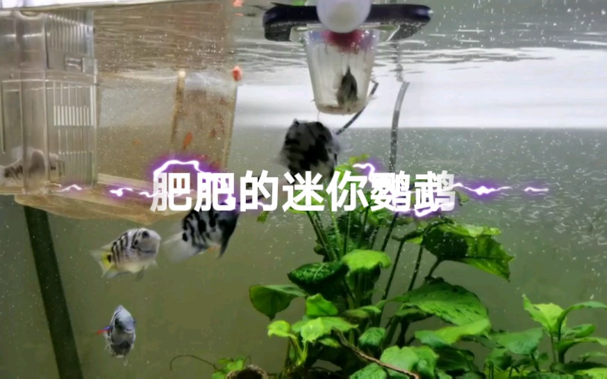 [图]迷你鹦鹉鱼的一生