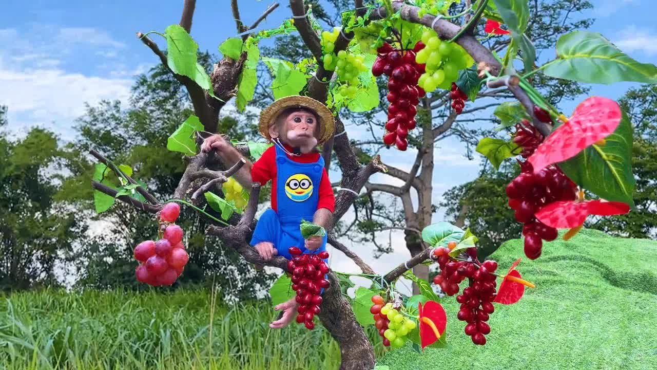 农民猴猴爬上树去摘葡萄