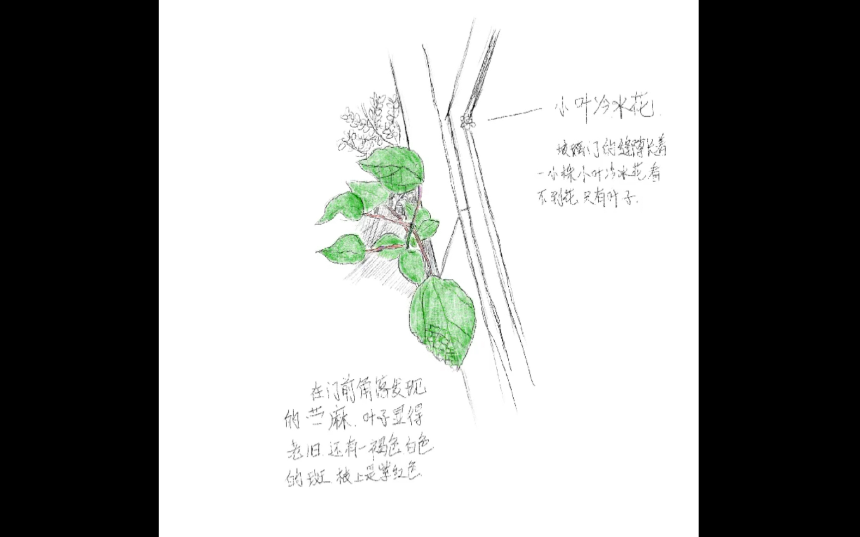 [图]自然笔记（20220106）