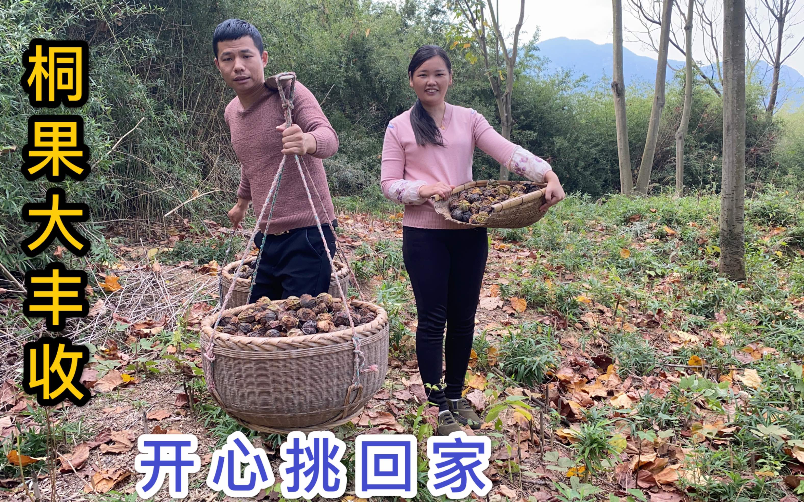 农村夫妻上山捡桐果,树上的桐果掉的满地都是,一会就捡满两箩筐哔哩哔哩bilibili