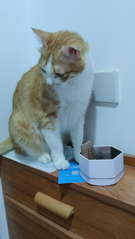 小猫咪调皮捣蛋