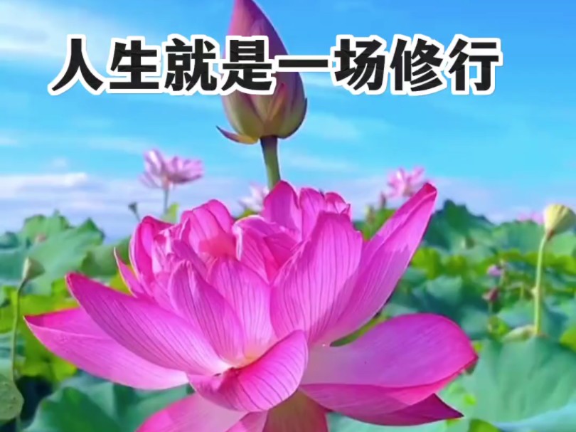 人生就是一场修行#修心修行 #悟人生之道 #养生之道 #思维格局改变