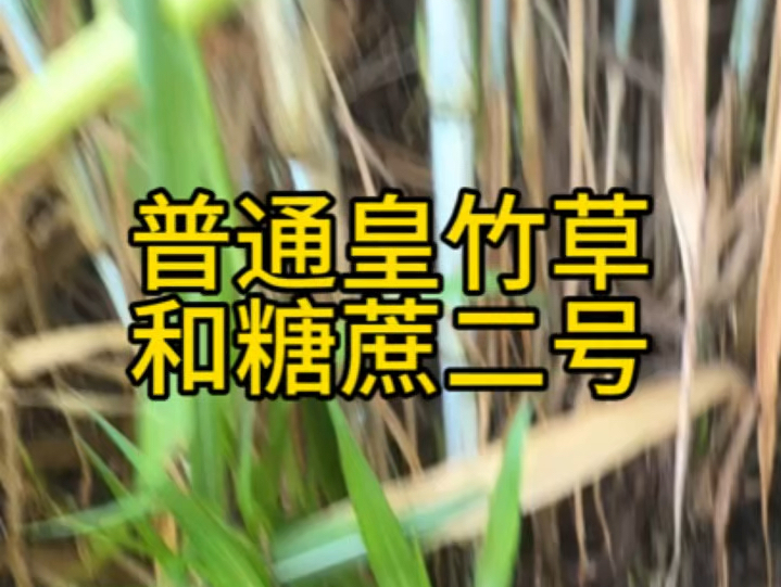 普通皇竹草,对比改良后的糖蔗二号牧草,都可以作为养殖牧草用,广西