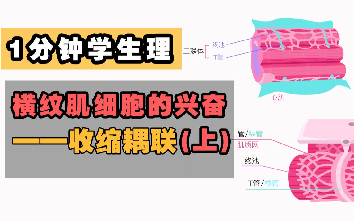 【1分钟学生理】横纹肌细胞的兴奋收缩耦联(上)哔哩哔哩bilibili