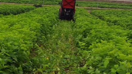 [图]古人用：辛勤得茧不盈筐，灯下缫丝恨更长。著处不知来处苦，但贪衣上绣鸳鸯。来形容养蚕苦，但高科技养蚕，蚕宝宝吃饲料，养蚕不再苦……#养蚕