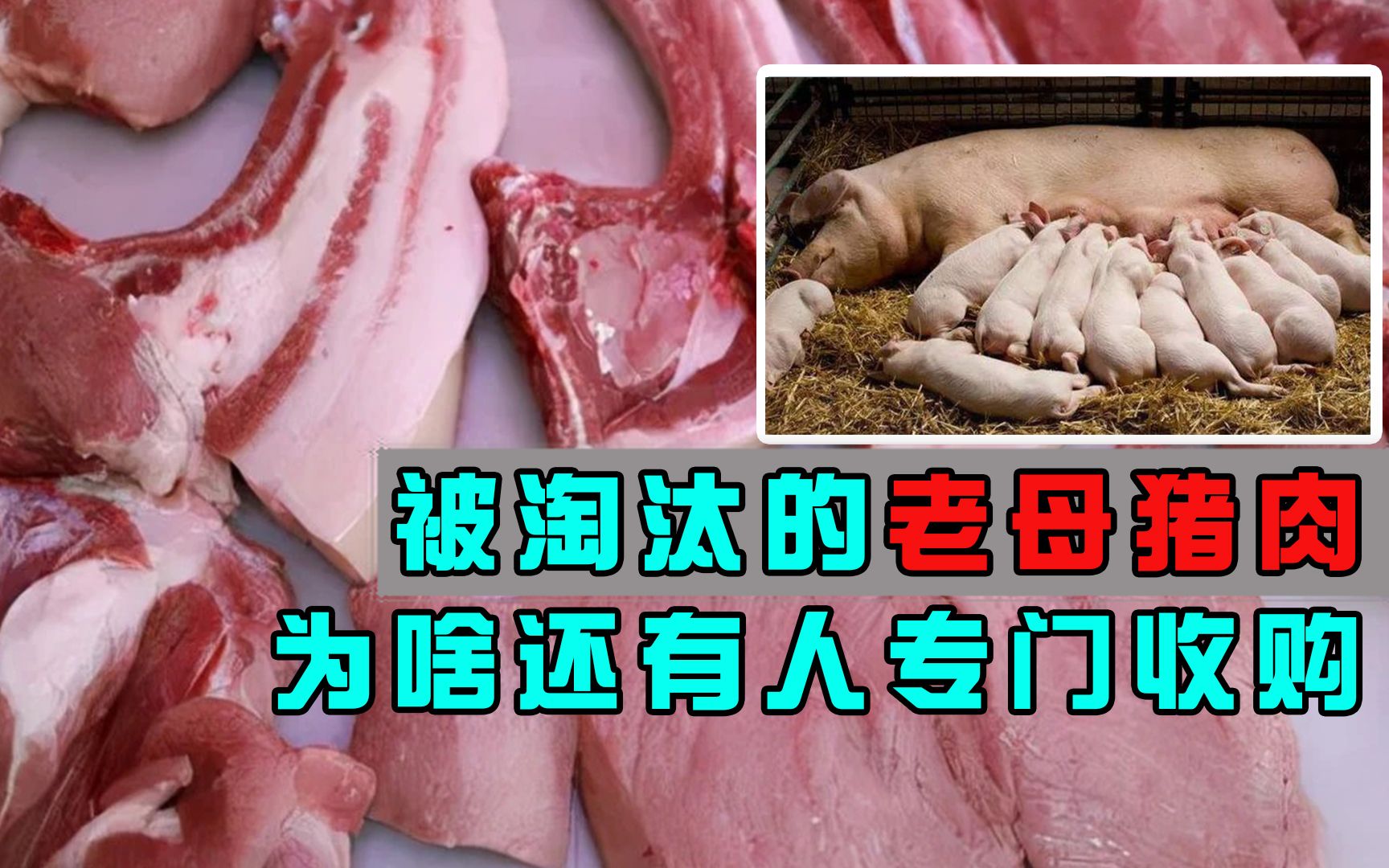 被淘汰的老母猪肉,为啥还有人专门收购?老母猪有什么用处?哔哩哔哩bilibili