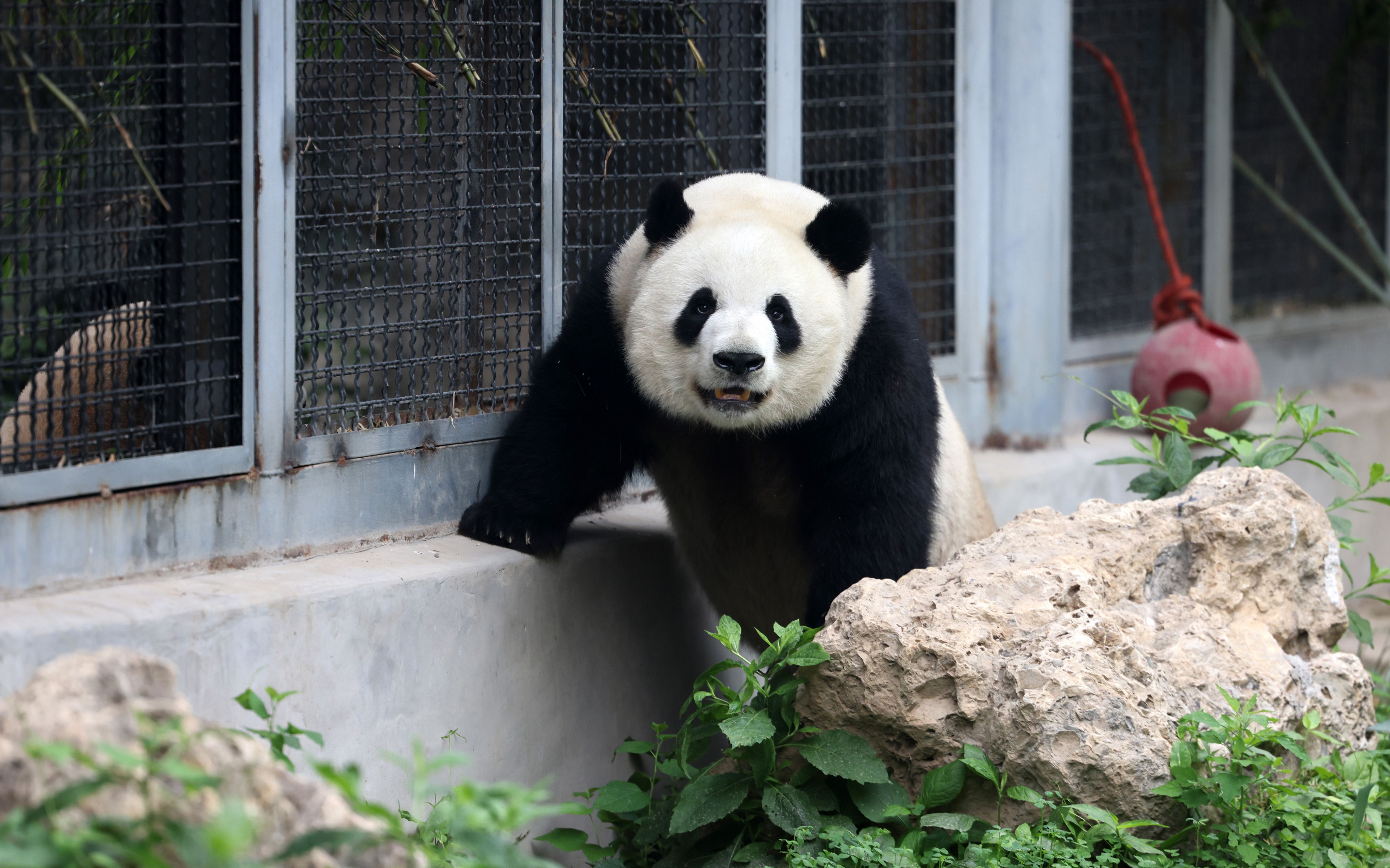 【大熊猫萌兰】饭还是邻居家的香.2022.6.22.