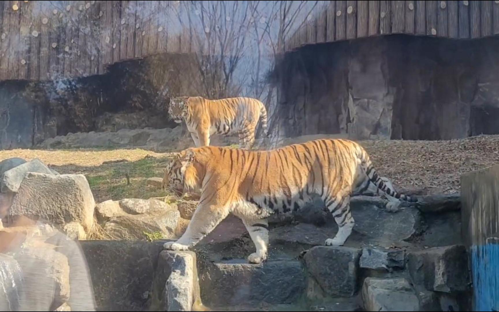 首尔大公园(动物园)东北虎兄弟俩
