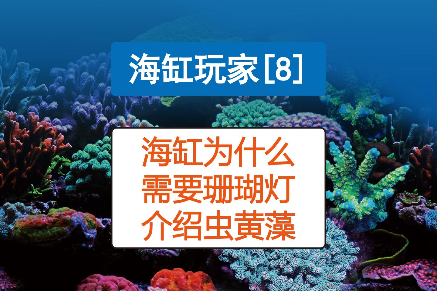 【海缸玩家8】海缸为什么需要珊瑚灯,介绍虫黄藻哔哩哔哩bilibili