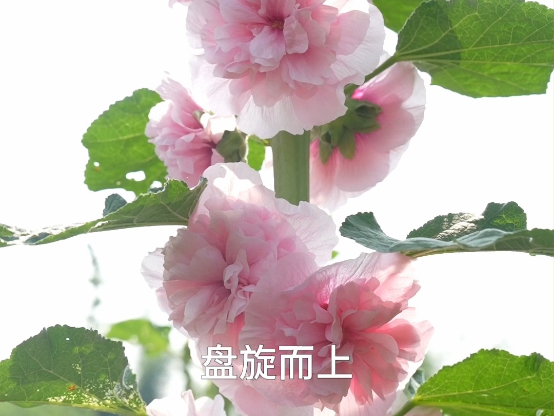 秋天不能错过的花,耐寒多年生蜀葵哔哩哔哩bilibili