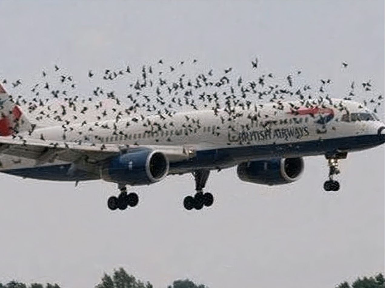 飞机高空飞行意外撞上鸟