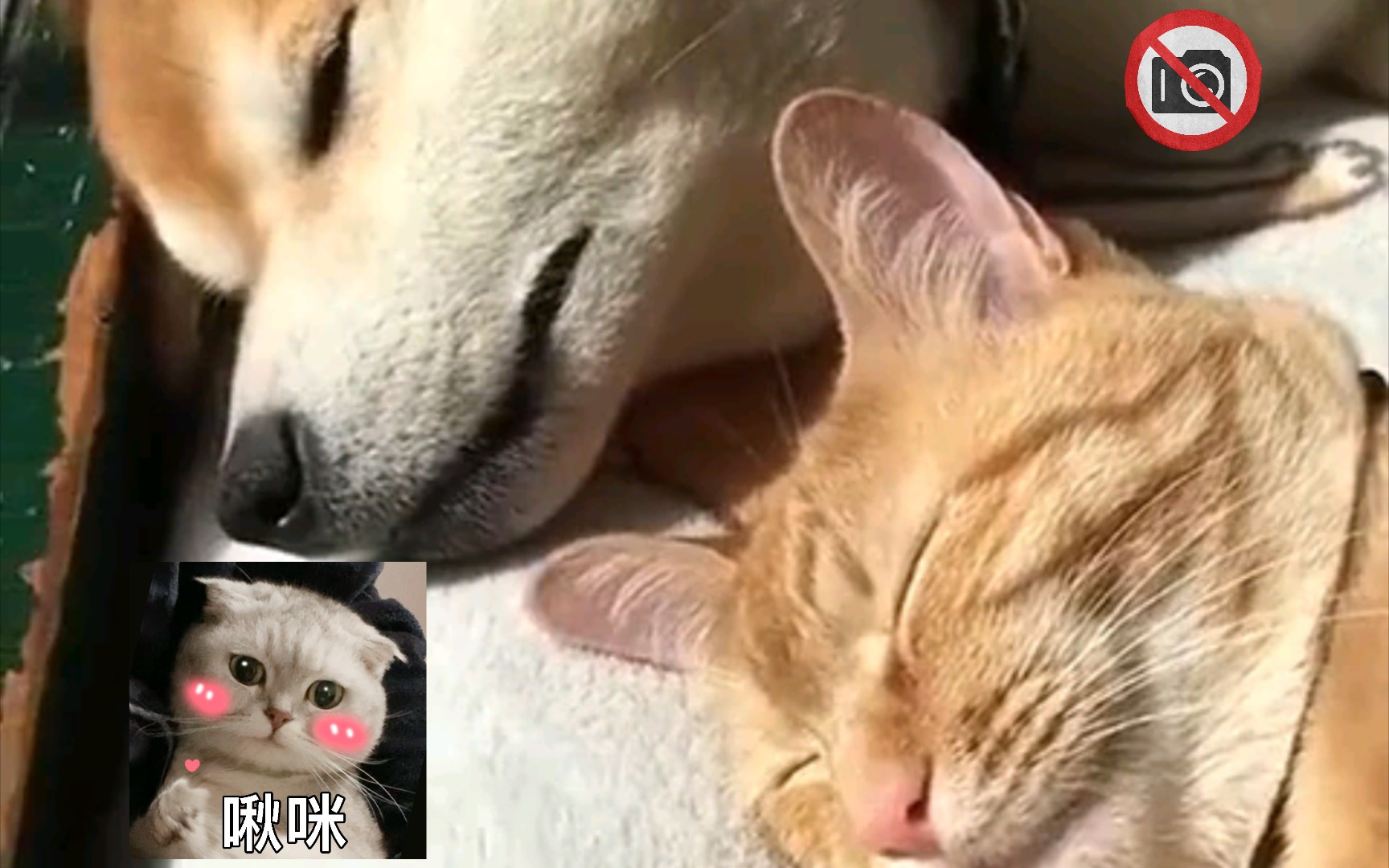 [图]猫狗共生：和谐共处的岁月静好