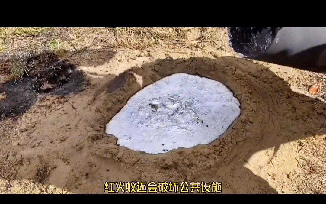 红火蚁大家可千万要注意了!太危险了!直接做成艺术品吧