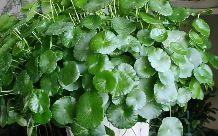 铜钱草寓意好也非常好养,繁殖也非常简单