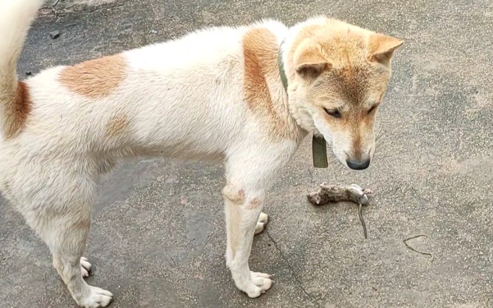 [图]富贵捕鼠能手