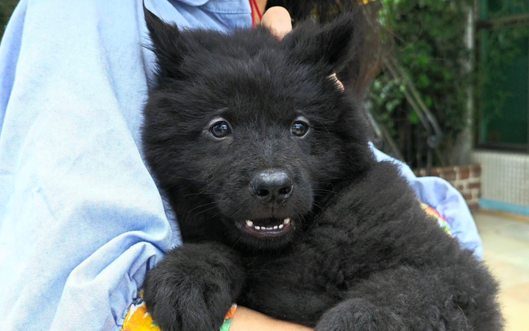 金钱尾五黑土松去上海,田园犬名字叫大黑.