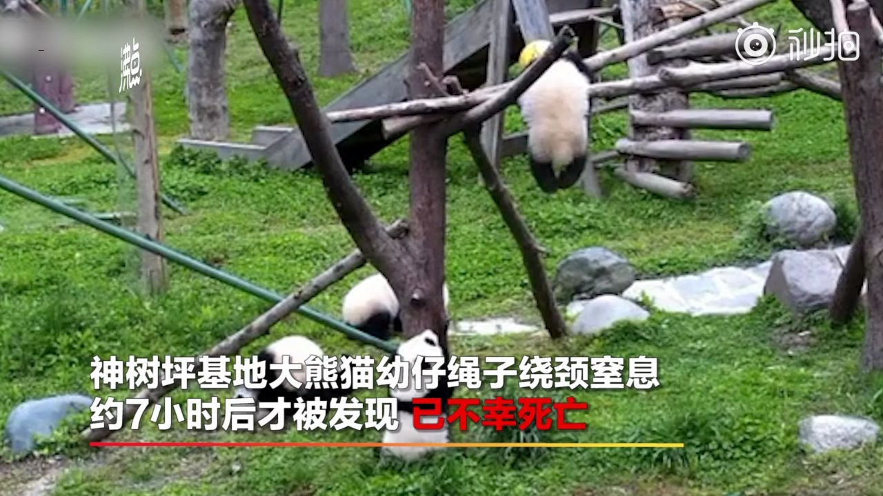 四川一基地大熊猫幼仔绳子绕颈窒息死亡 事发深夜,巡逻人员未能发现