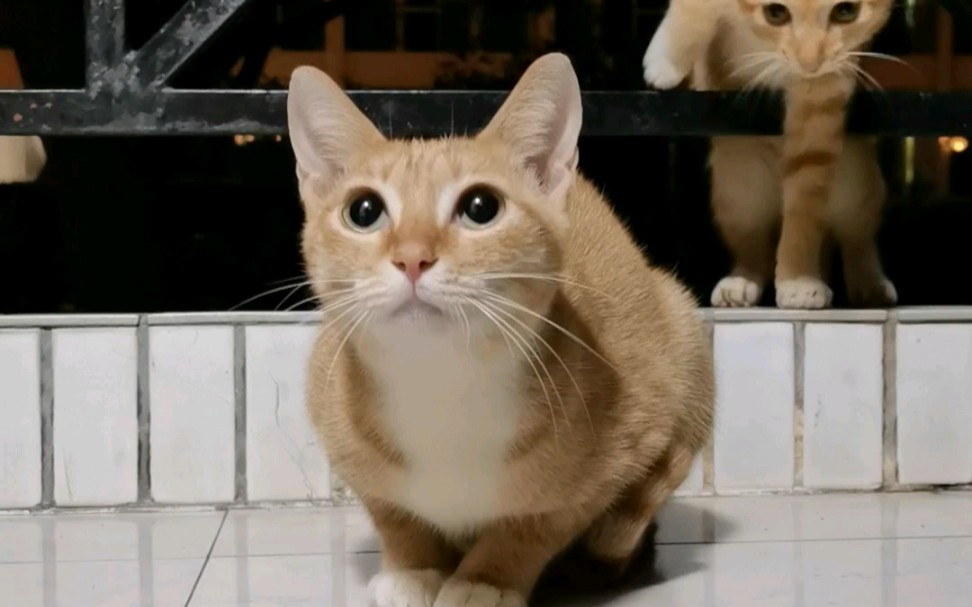 卷尾猫_哔哩哔哩_bilibili