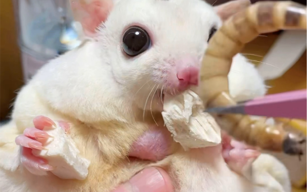 最爱吃虫的蜜袋鼯