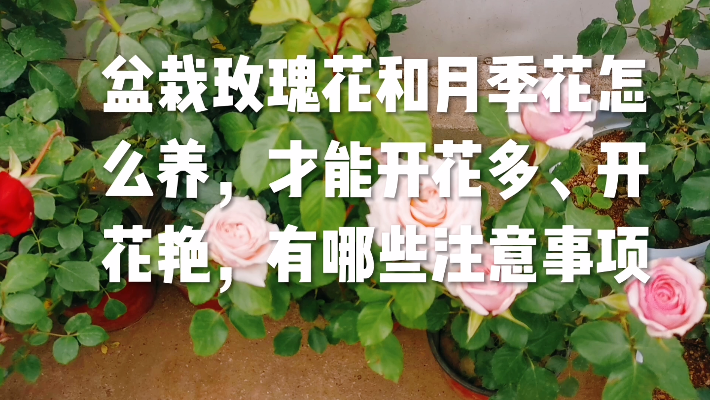 [图]盆栽玫瑰花和月季花怎么养，才能开花多、开花艳，有哪些注意事项