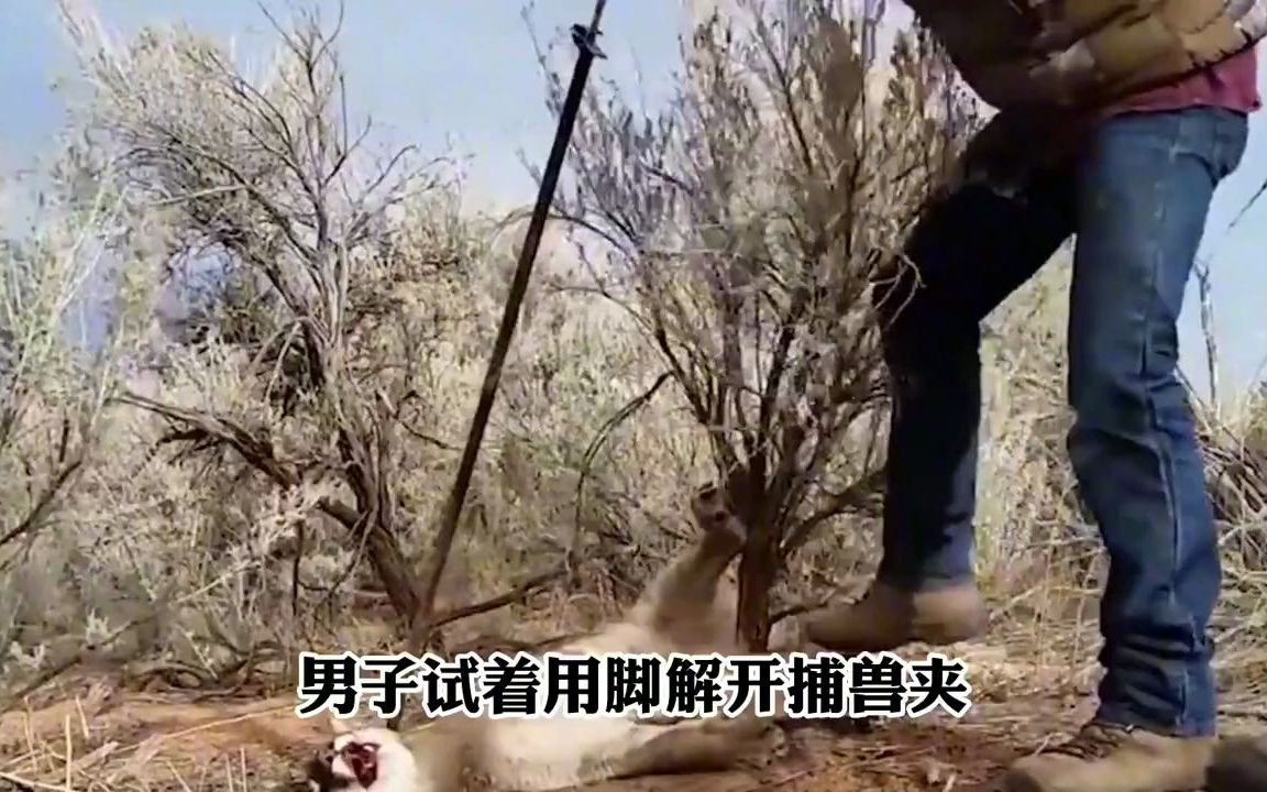 美洲狮被捕兽夹夹住,爱心小伙冒着生命危险救它,结局发生变故!哔哩哔哩bilibili