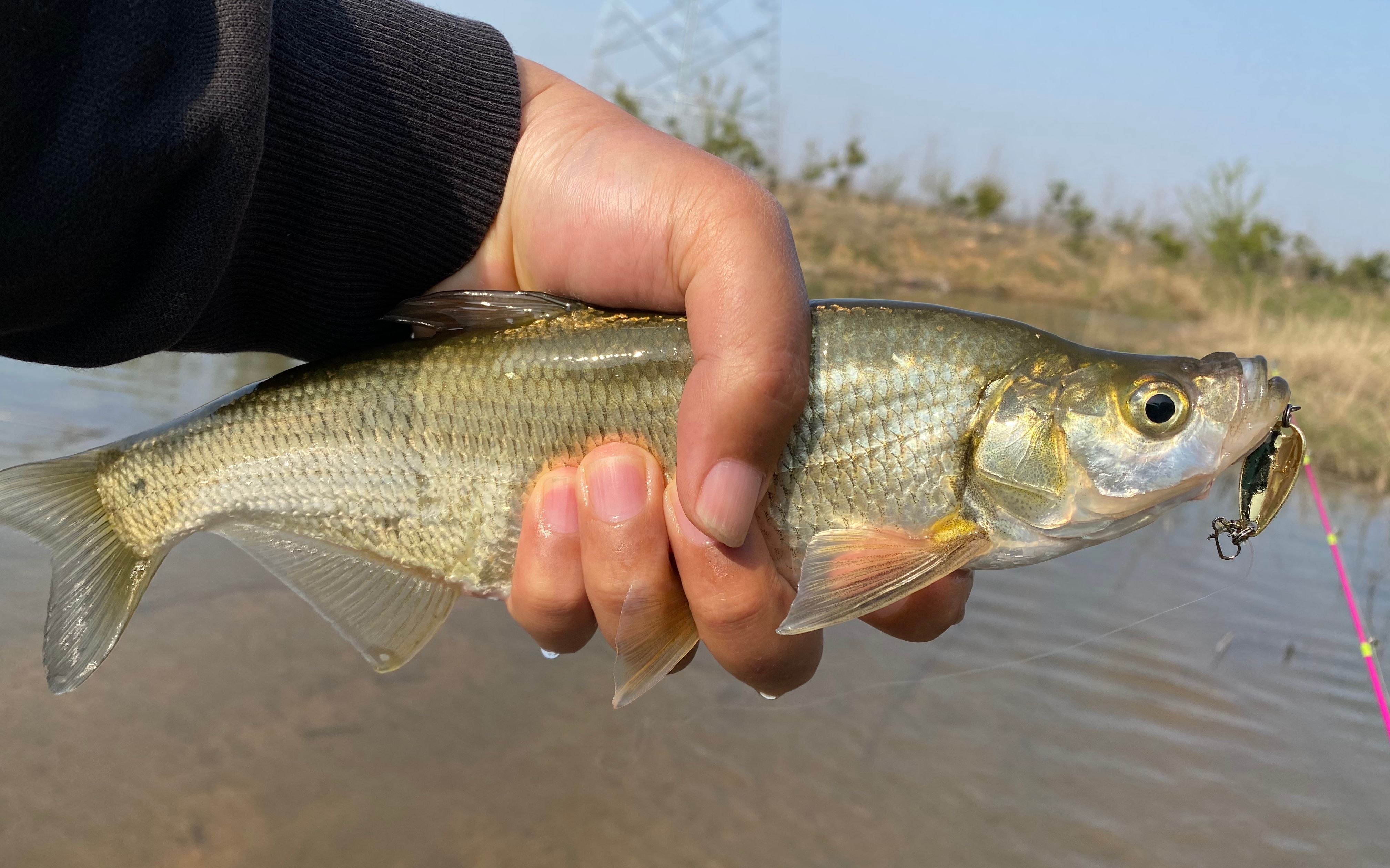 捅到鱼窝,青梢翘嘴傻傻分不清
