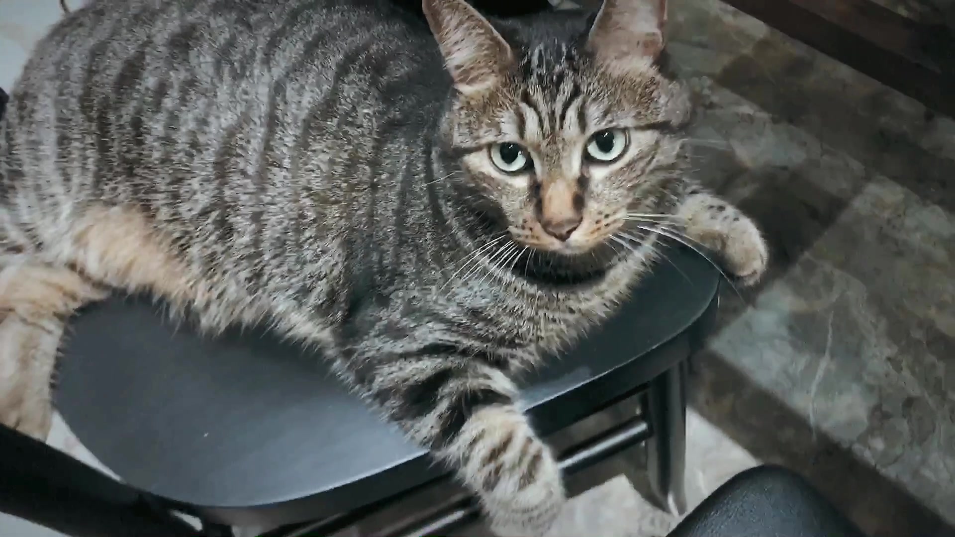 黑花狸饼干最显胖的角度一定是太热化在椅子上了