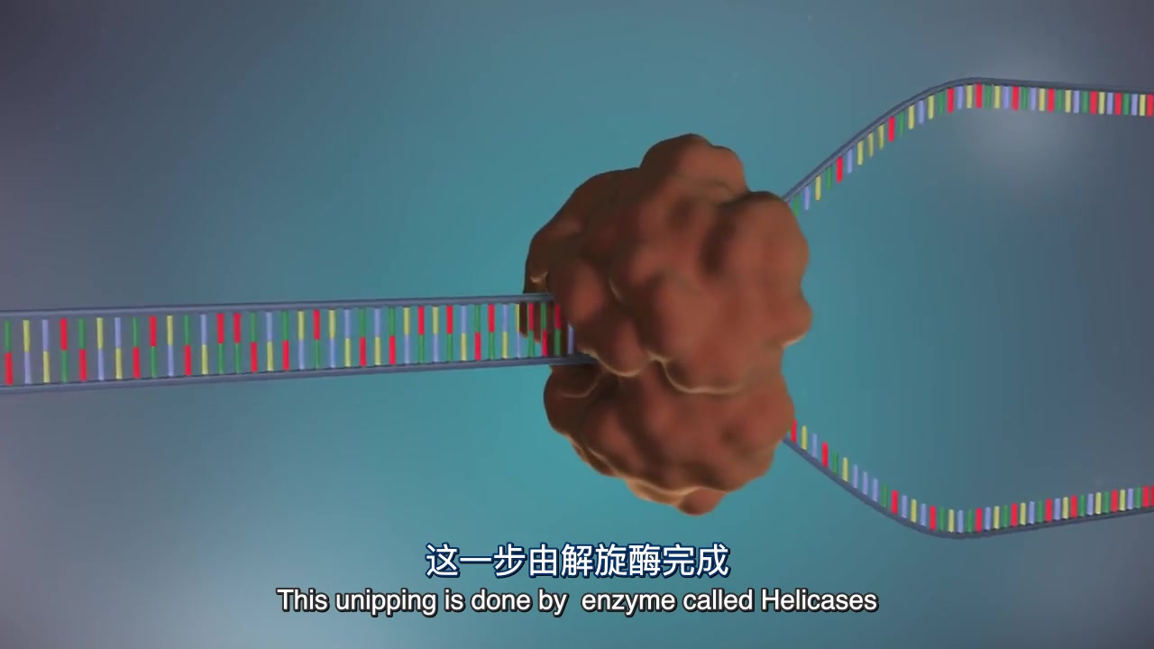 DNA复制过程动画哔哩哔哩bilibili