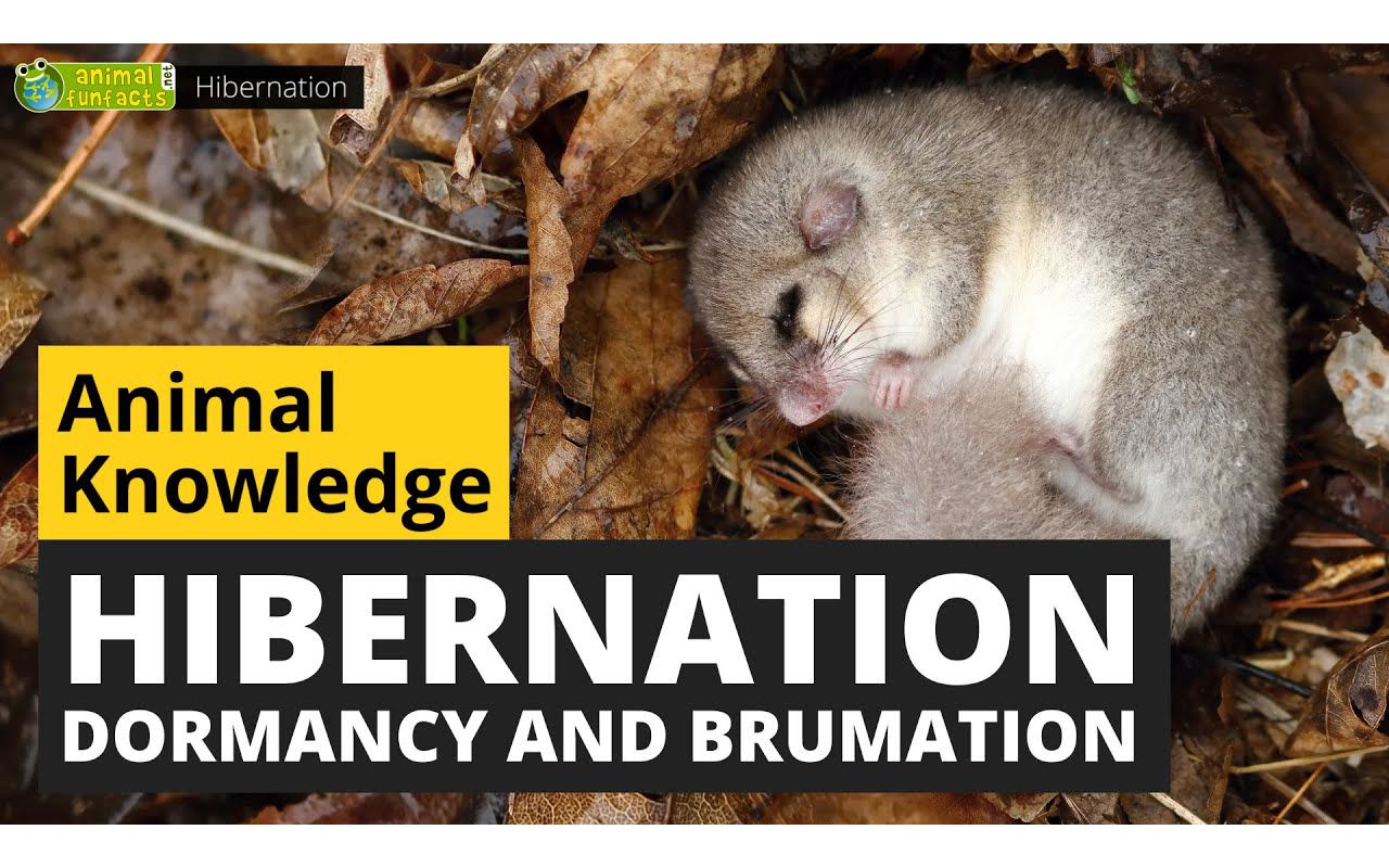 [图]All About Hibernation - Animals for Kids