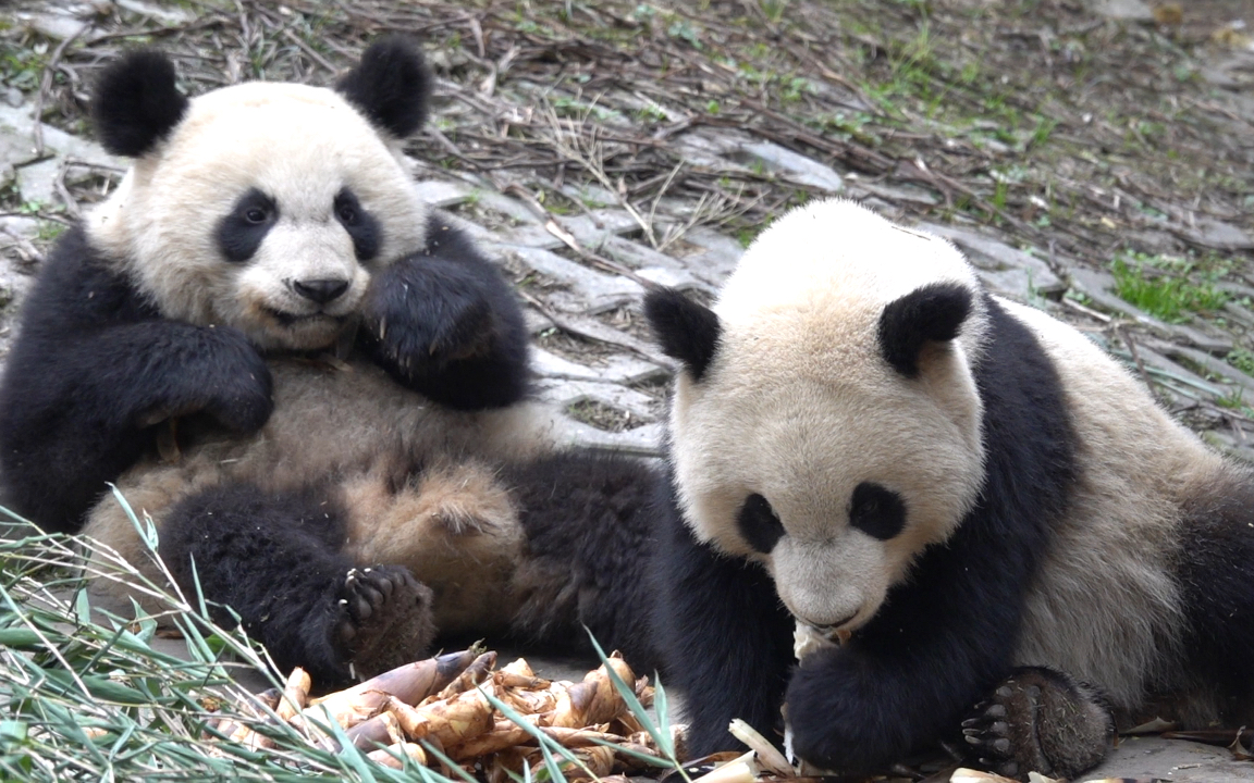 【大熊猫优优仔阳花仔】优优仔看着好霸气的长相,不知道爹是谁?