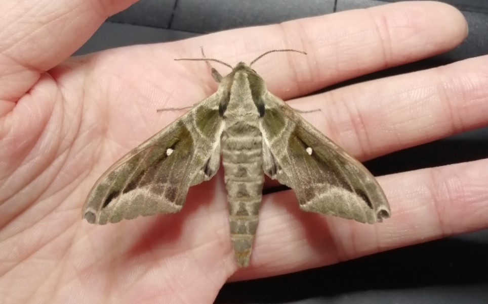 构月天蛾上手,拍打翅膀_哔哩哔哩_bilibili