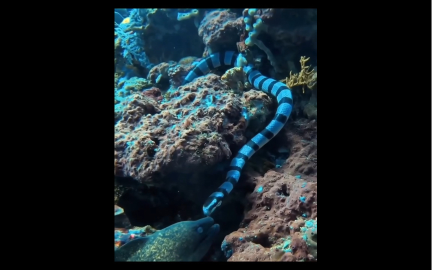 海蛇vs海鳗