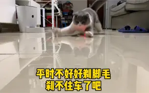 Скачать видео: 猫咪不剪脚毛的后果