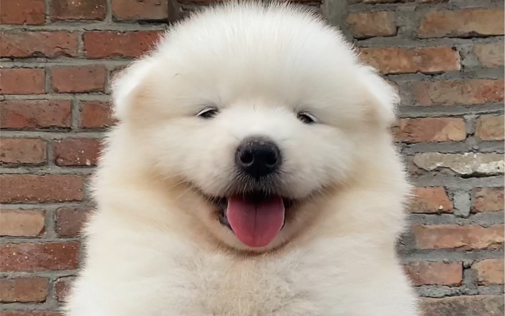 胖嘟嘟傻乎乎的萨摩耶,你喜欢吗?