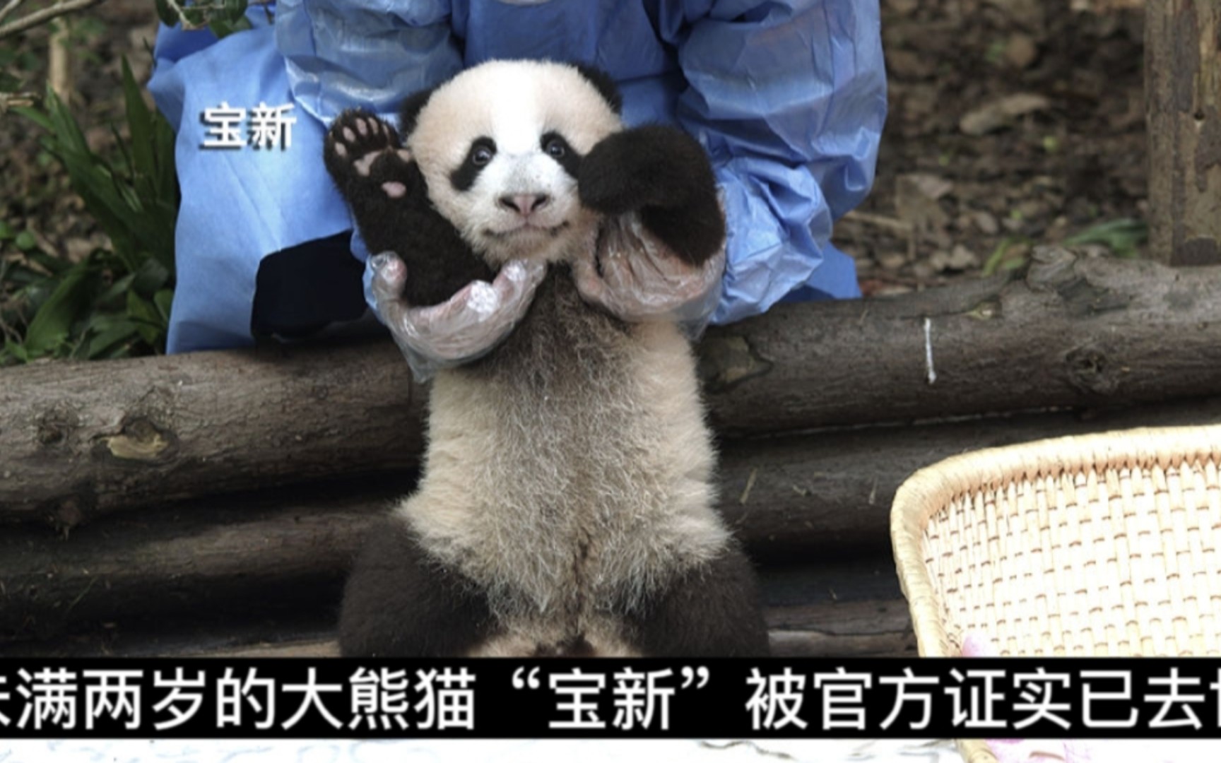 未满两岁的亚成年期大熊猫"宝新"被官方证实已去世