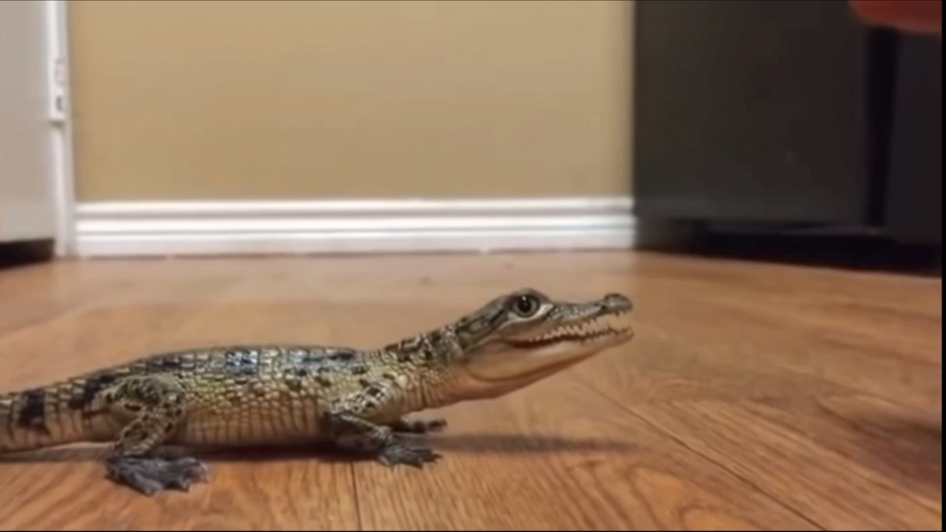 小鳄鱼哼哼唧唧